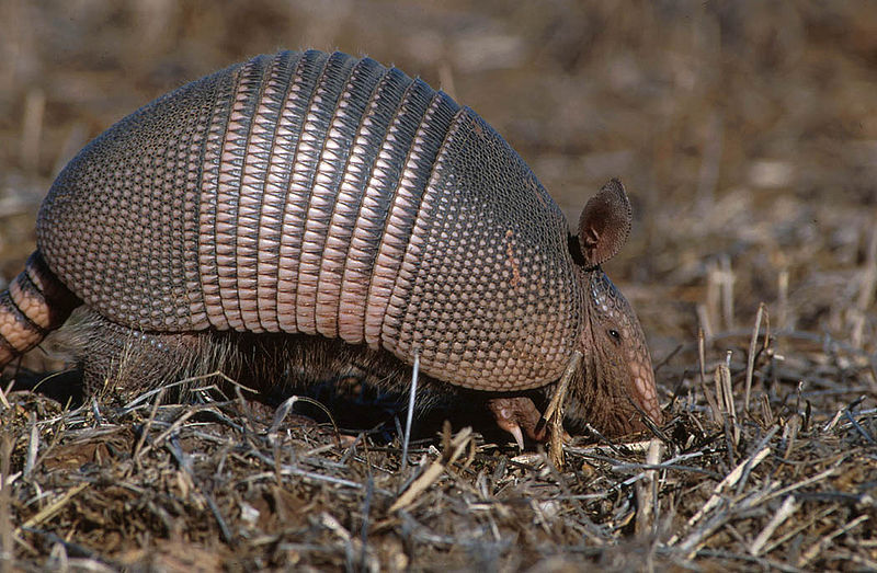 Nashville Armadillo Control, Armadillo Trapping