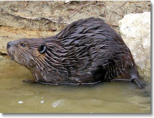 Beaver Removal Nashville