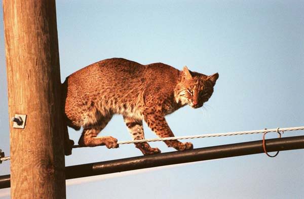 Bobcat Removal Nashville