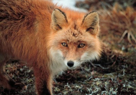 Fox Removal Nashville