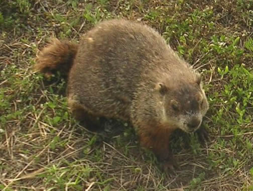 Groundhog Removal Nashville