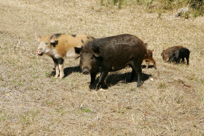 Wild Hog Removal Nashville