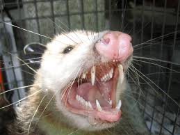 Opossum Removal Nashville