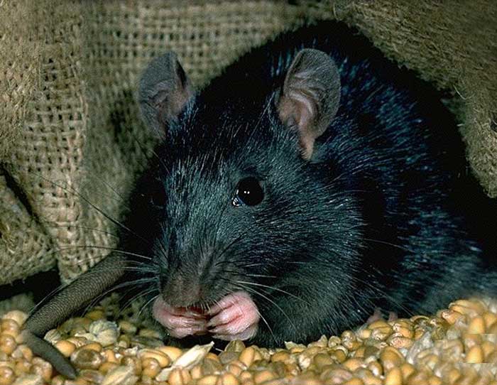 Rat Removal Nashville