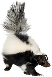 Skunk Removal Nashville